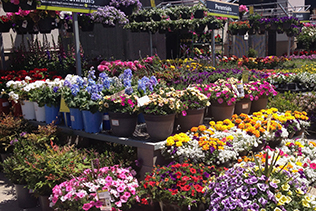 Garden store flowers