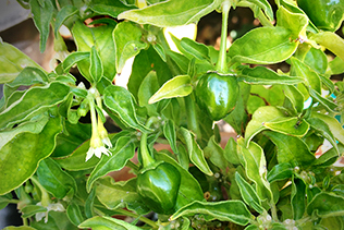 Habaneros