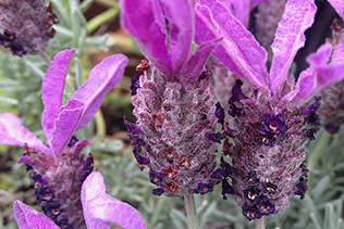 Hairy Lavender