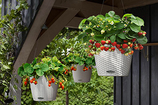 Hanging Baskets