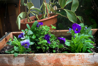 Hanging Violas