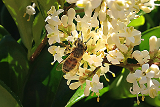 HappyBee