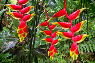 Heliconia