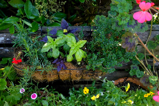 Herbs Flowers