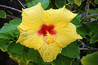 Hibiscus