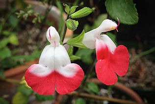 Hot Lips salvia