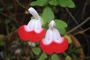 salvia