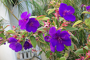 Hotel Flowers