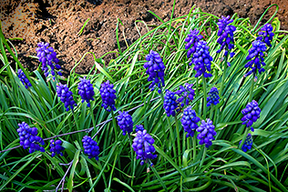 Hyacinths