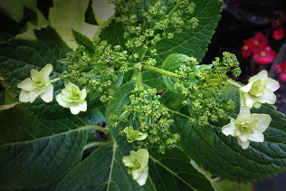 Hydrangea Buds