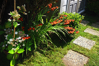 Hydrangea and Crocosmia