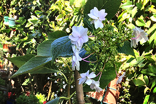 Hydrangea in October