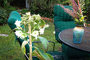 Repotting the hydrangea