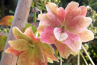 hydrangeas