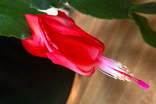 Red Cactus Bloom