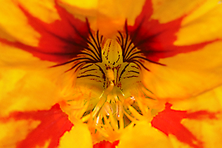 Inside a Nasturtium