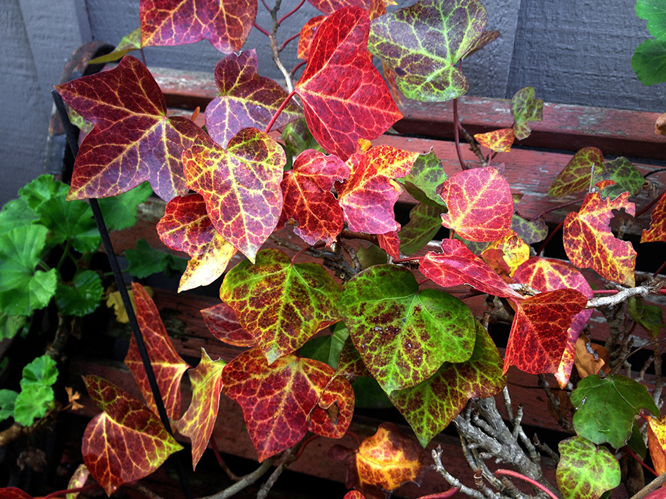 Ivy Leaves
