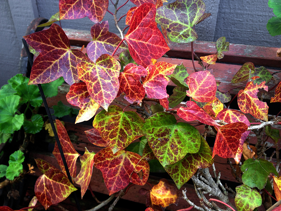 Ivy Leaves