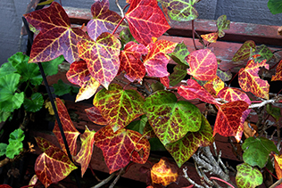 ivy leaves