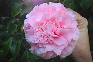 JanuaryCamellia