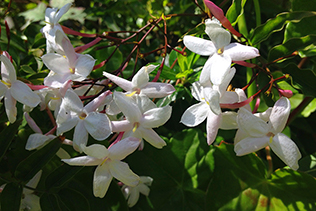 Jasmine Cluster