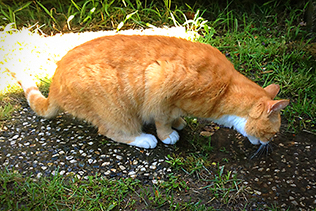 JuliusDrinking