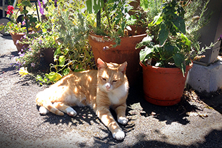 Julius and Flowerpots