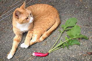 Julius cat and a radish