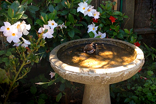 Junco in birdbath