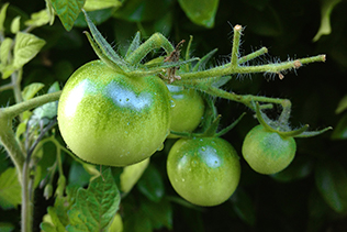 tomatoes