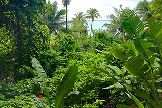 Jungle foliage