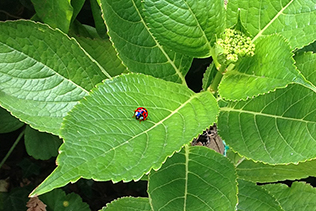 Ladybug