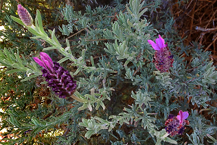 Lavender2