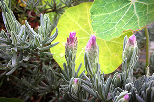 Lavender Buds