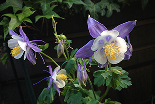 Lavender Columbine