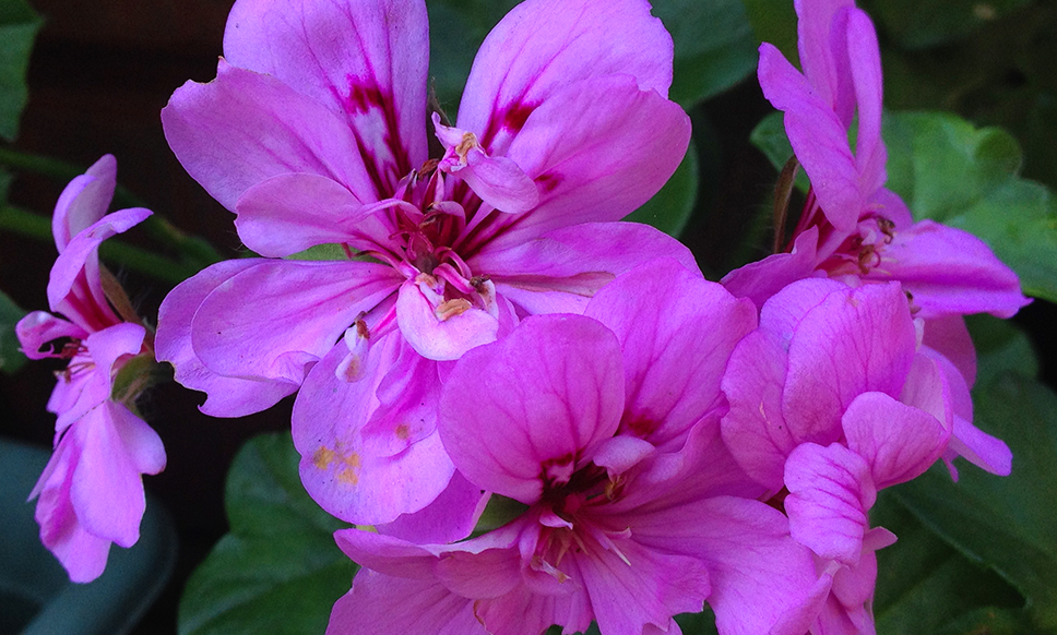 Lavender Geranium