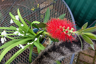 Leeks and Bottlebrush