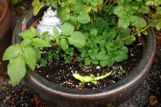 Lemon Balm with Tomato