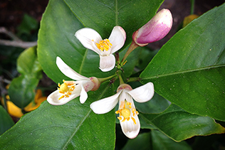 LemonFlowerBuds