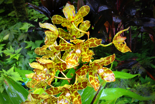 Leopard Orchids