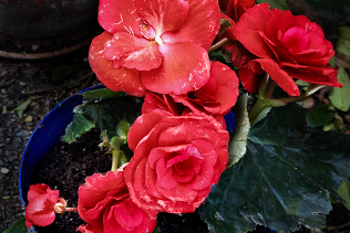 Little Begonia