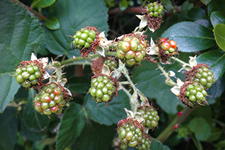 Little Green Berries