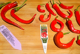 LongPeppers