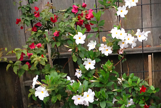 Bougainvillea and dipladenia