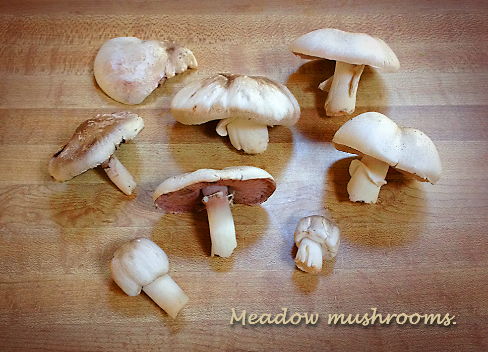 Many Mushrooms