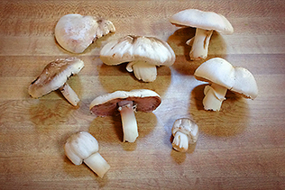 Mushrooms