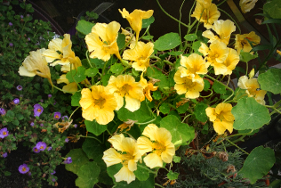 Many Nasturtiums