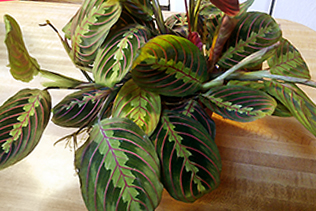 Maranta