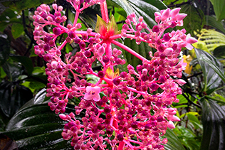 Medinilla