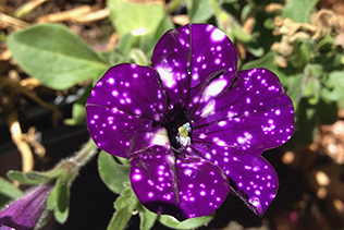 Midnight Sky petunia